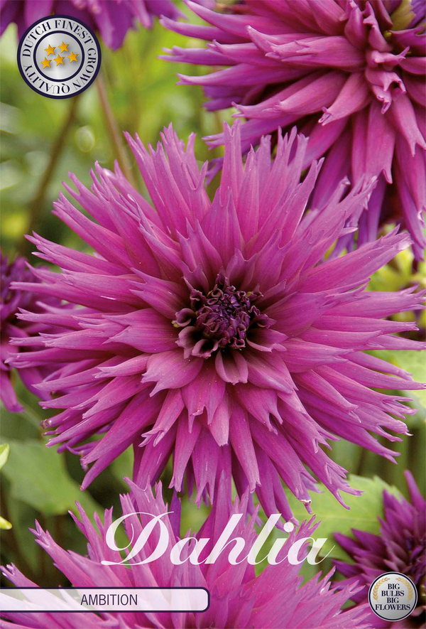 Dahlia Ambition
