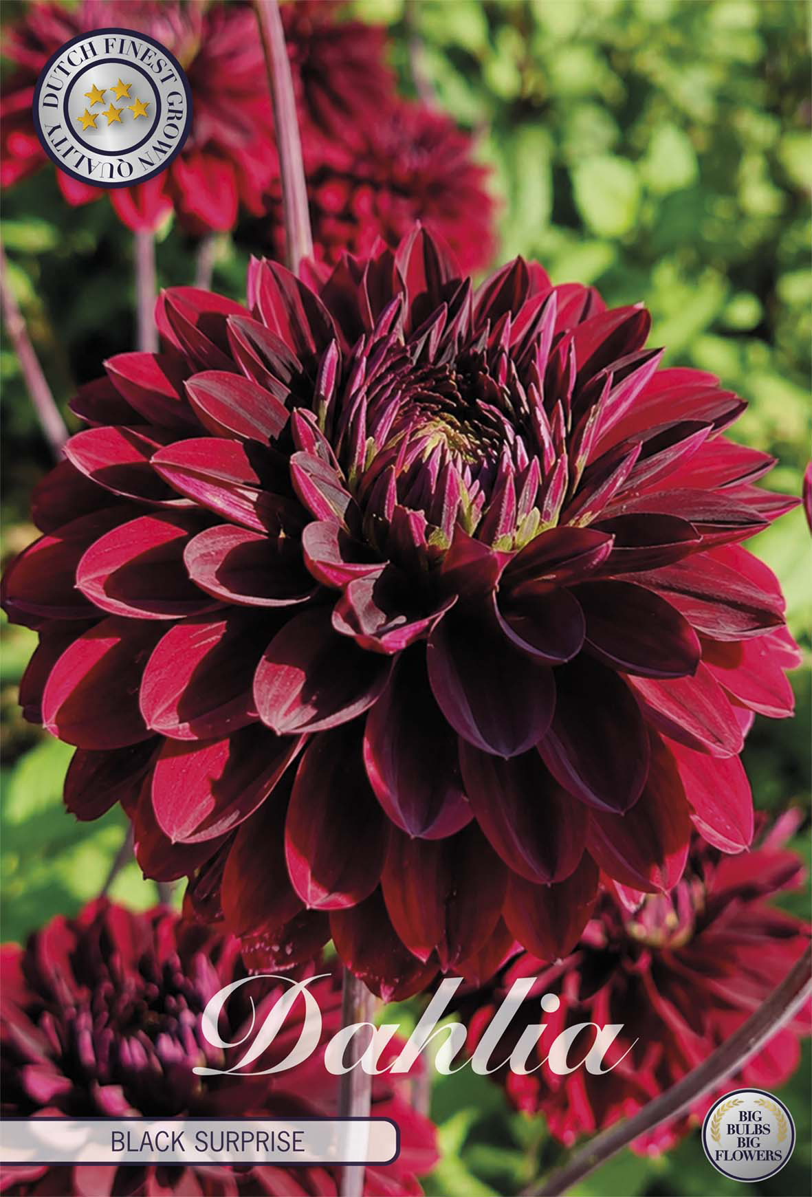 Dahlia Black Surprise