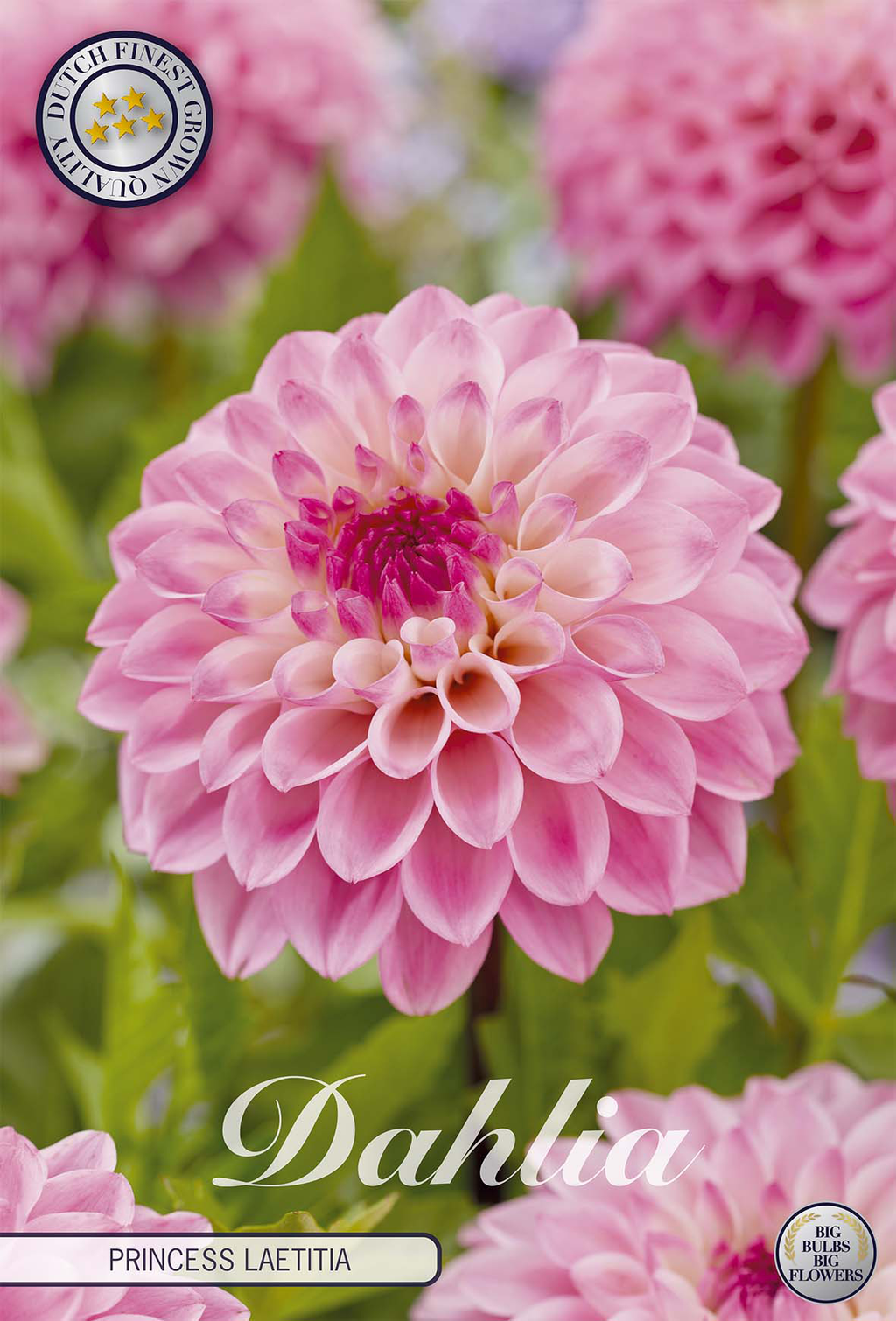 Dahlie 'Princess Laetitia'