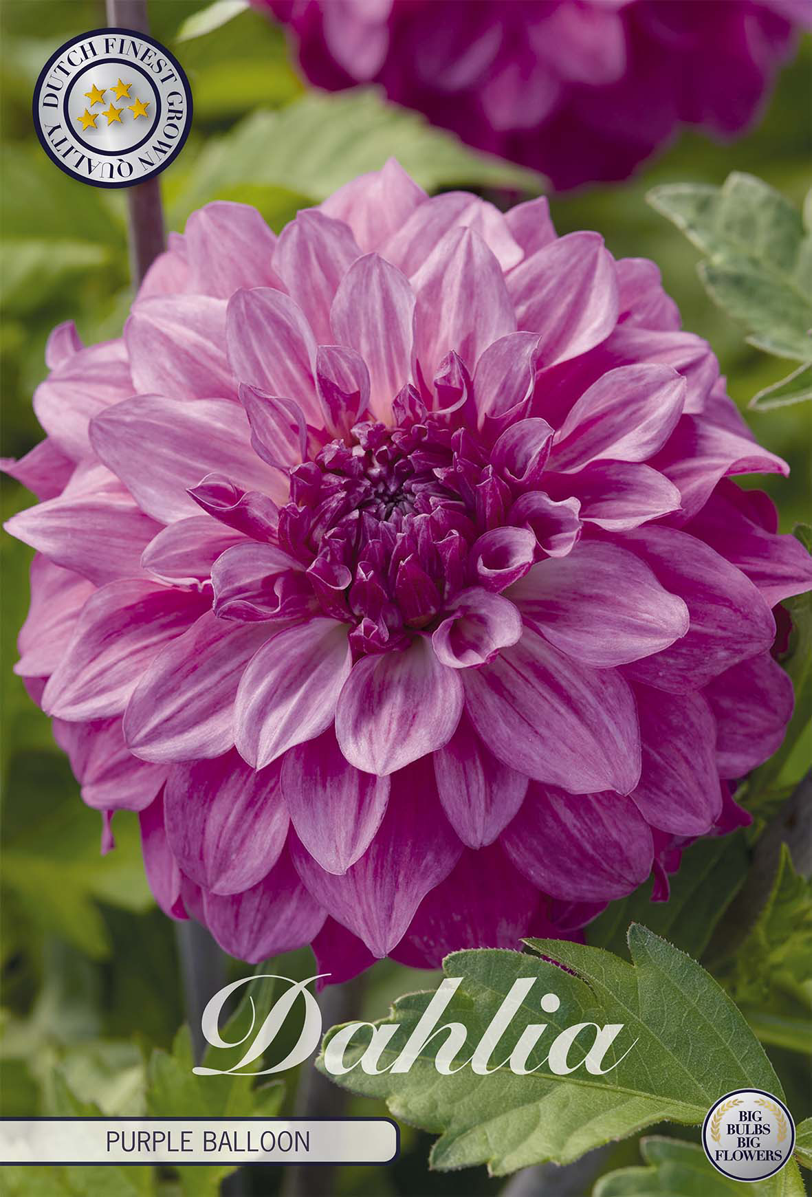 Dahlie Purple Balloon