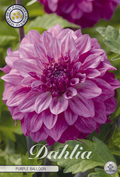 Dahlie Purple Balloon