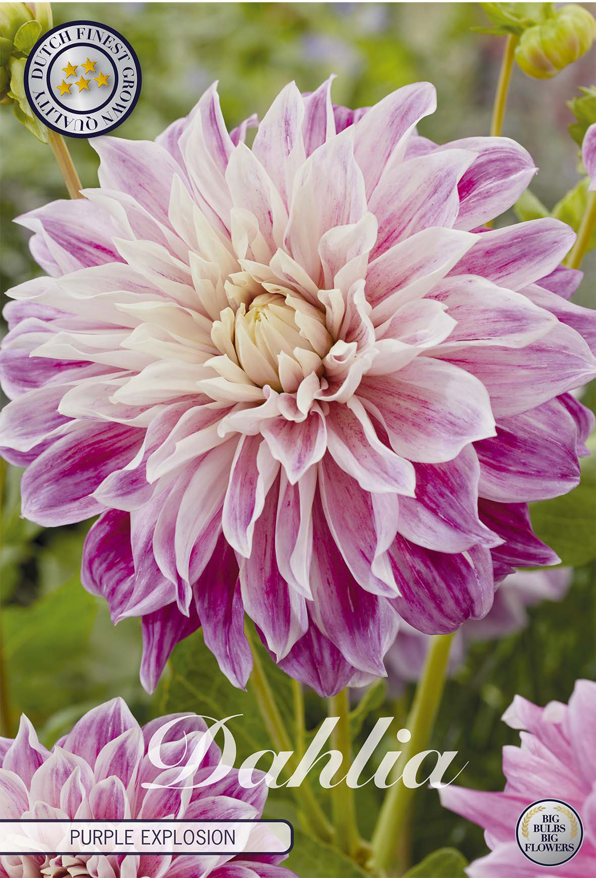 Dahlie 'Purple Explosion'