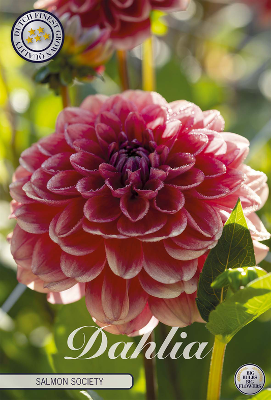 Dahlia-Lachs-Gesellschaft