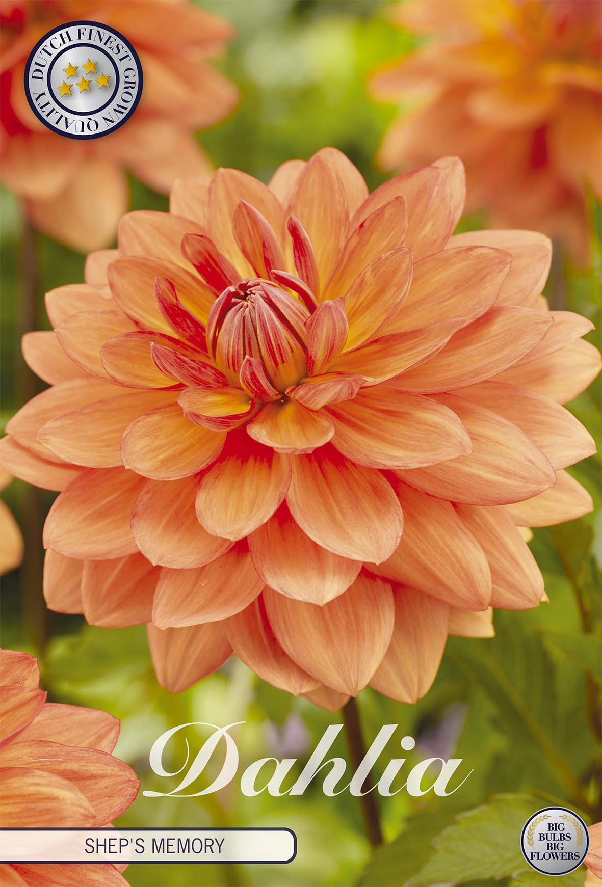Dahlia Sheps Memory