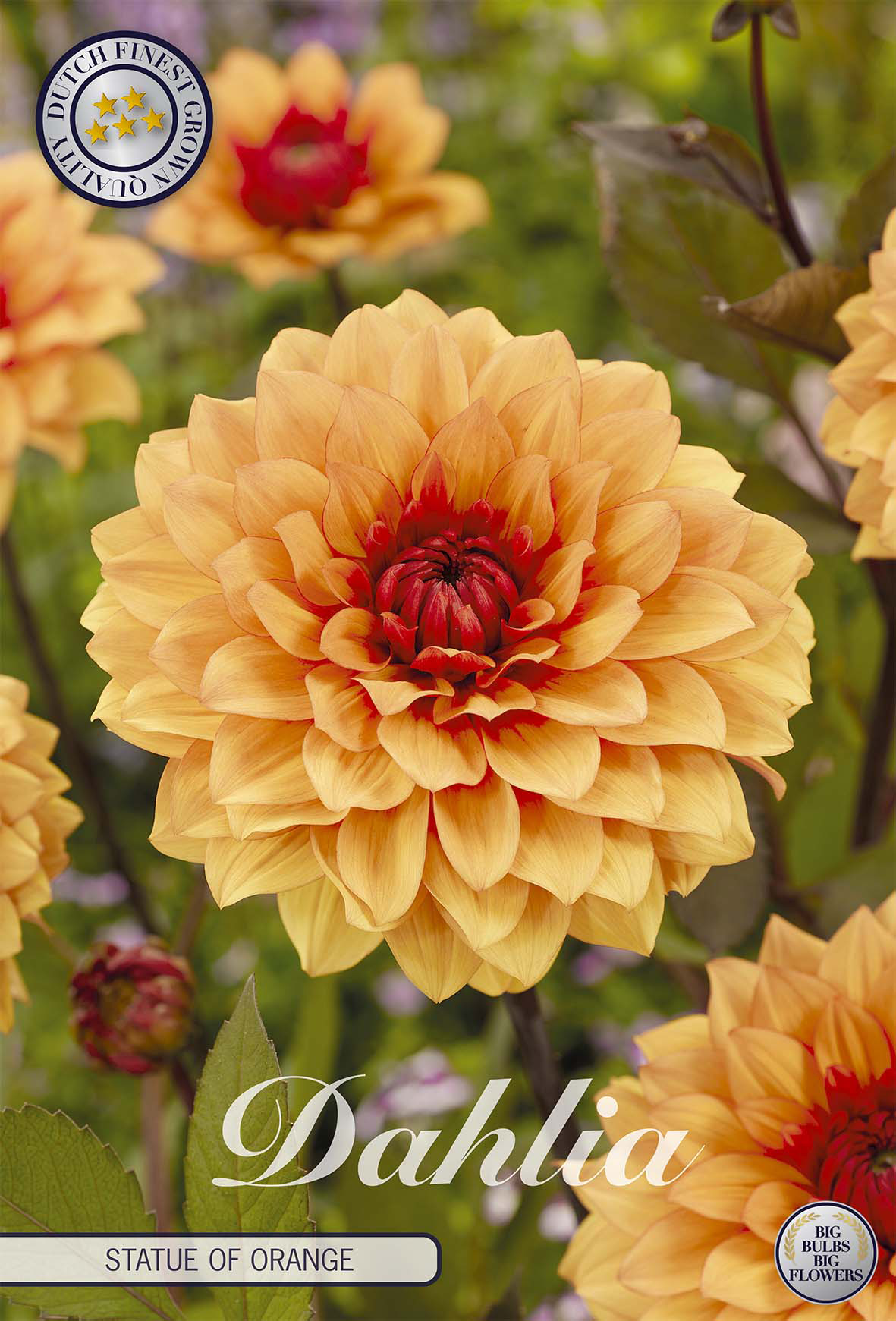 Dahlia-Statue von Orange