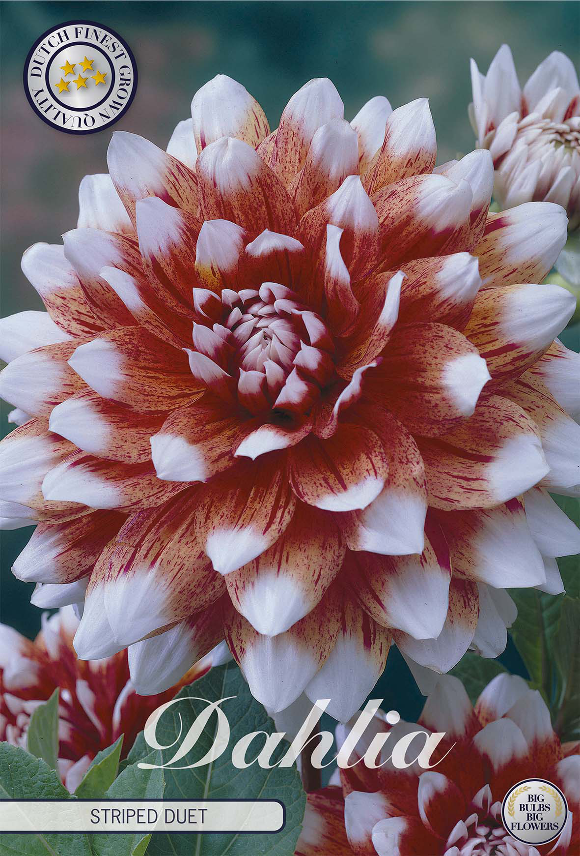 Dahlie Striped Duet