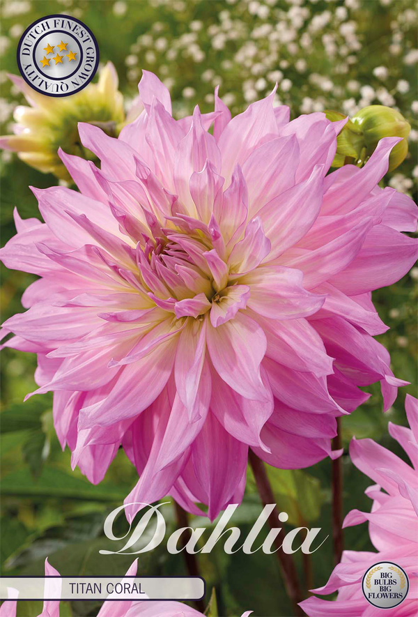 Dahlia Titan Coral