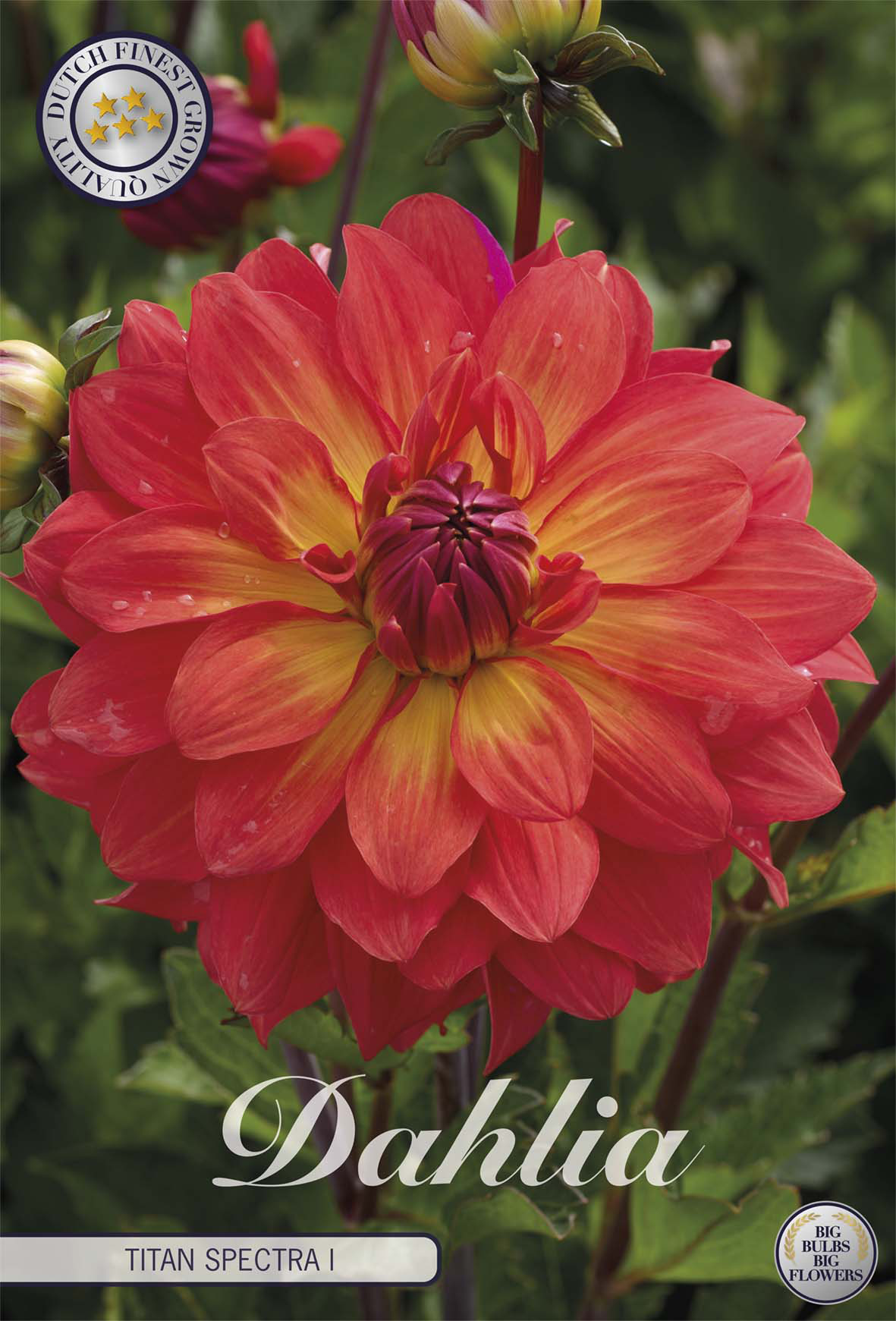 Dahlia Titan Spectra I