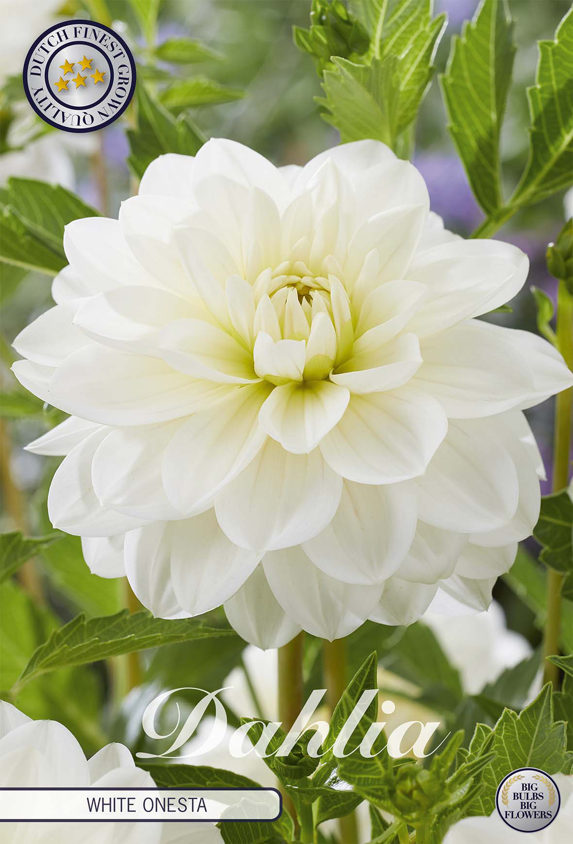 Dahlie White Onesta