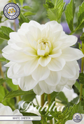 Dahlie White Onesta