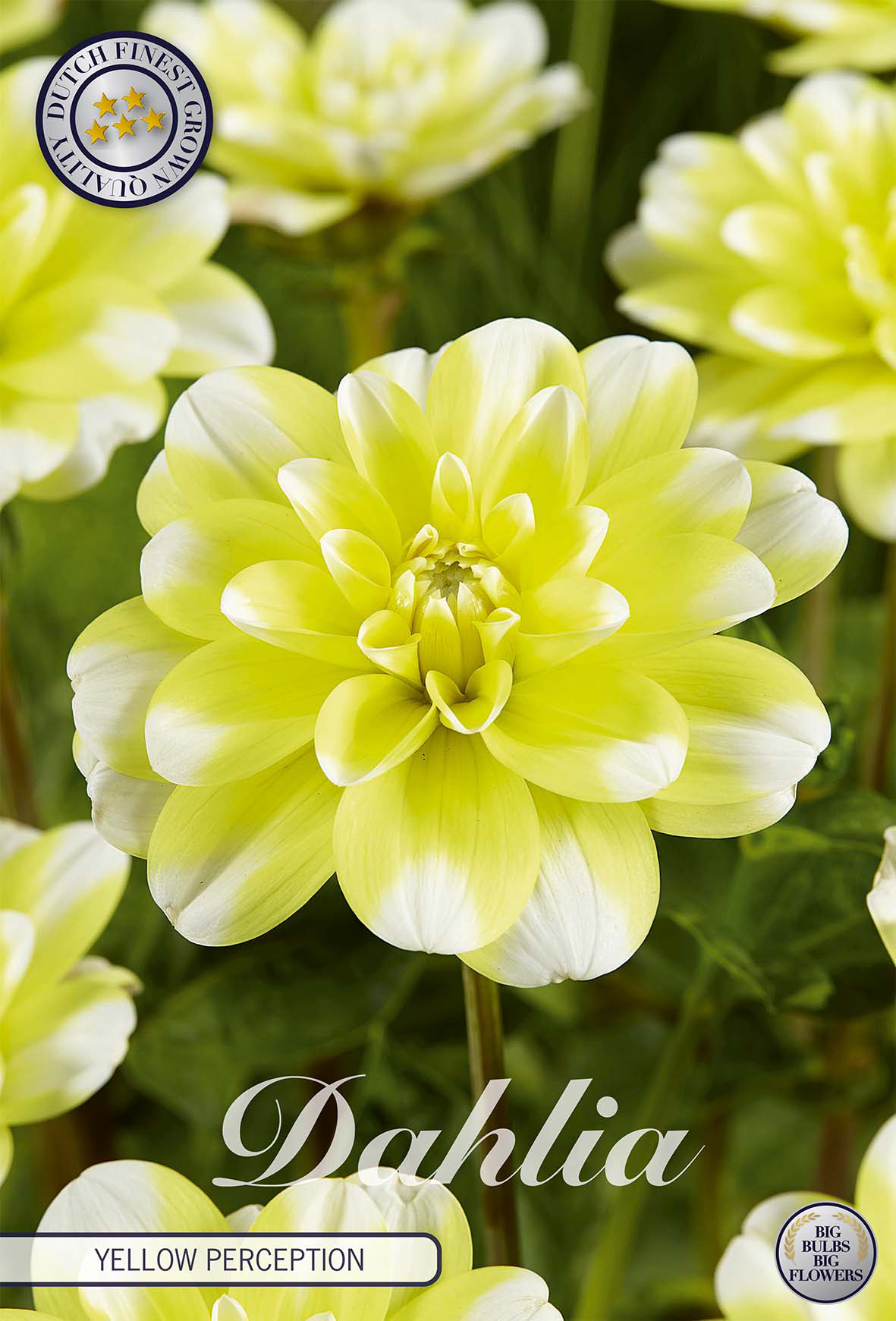 Dahlie Yellow Perception