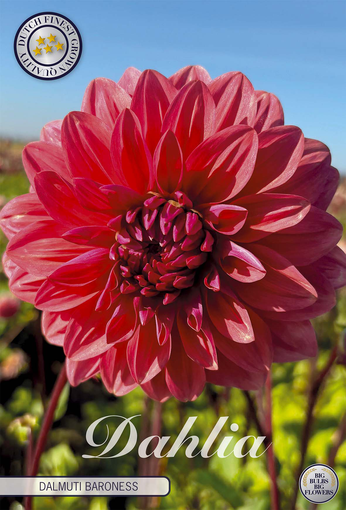 Dahlia Dalmuti Baronin Zalm