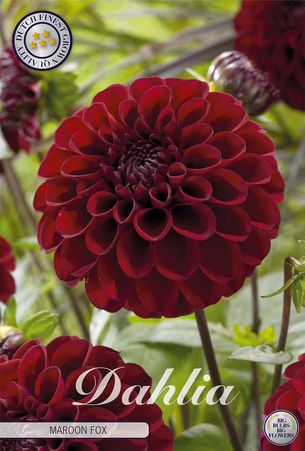 Dahlie Maroon Fox