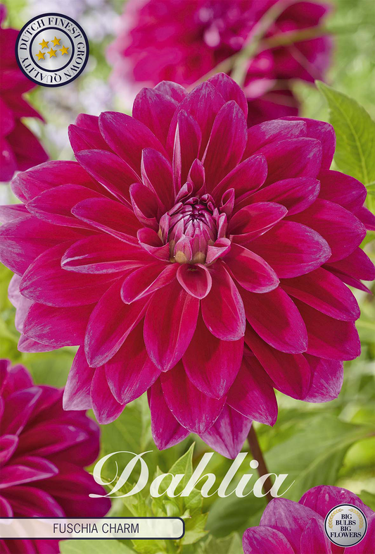 Dahlie 'Fuschia Charm'