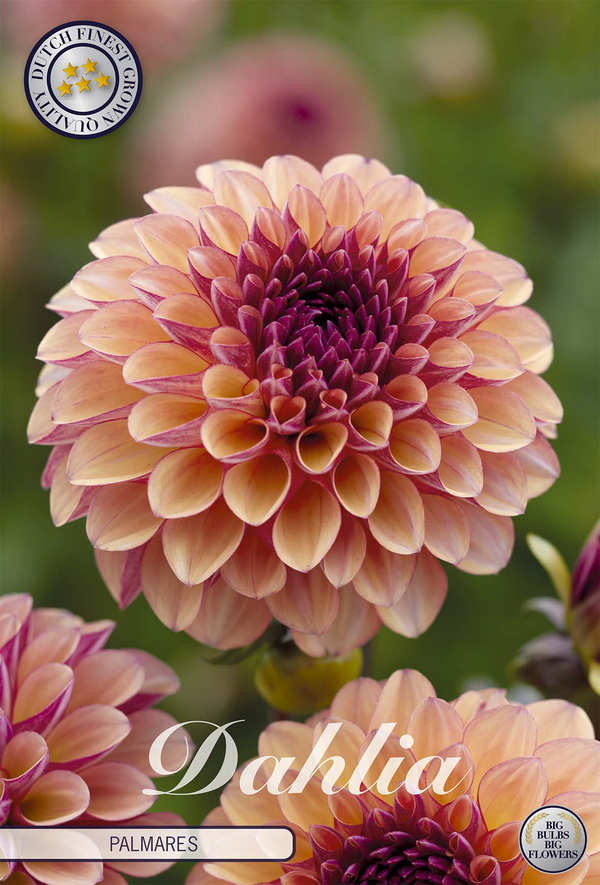 Dahlia Palmares