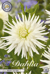 Dahlie 'Mount Tacoma'