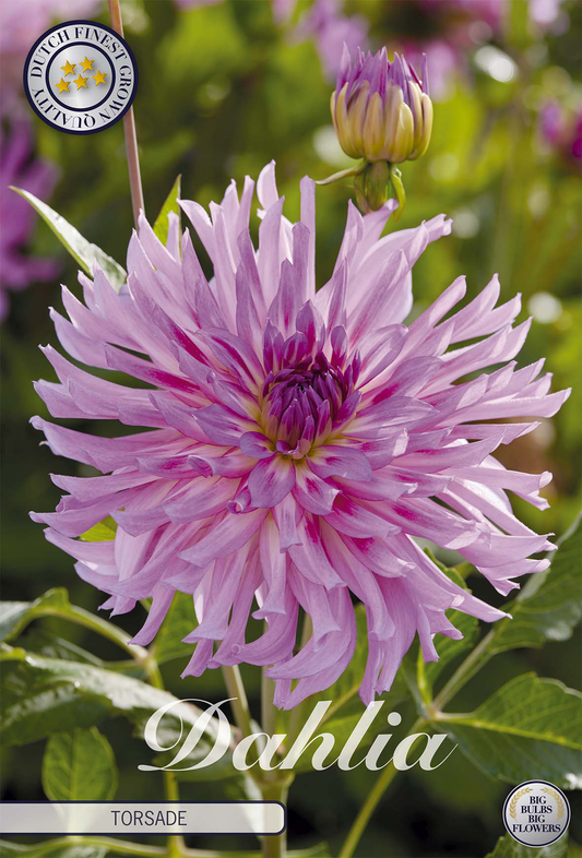 Dahlie Torsade