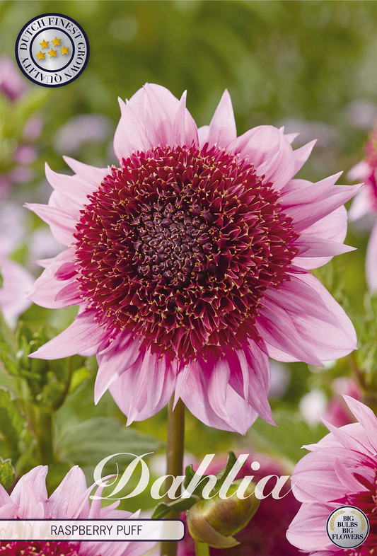 Dahlie Raspberry Puff