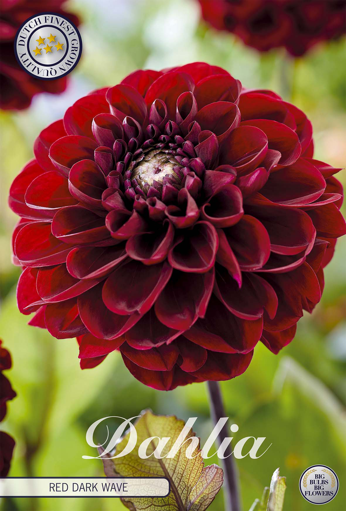 Dahlie Red Dark Wave