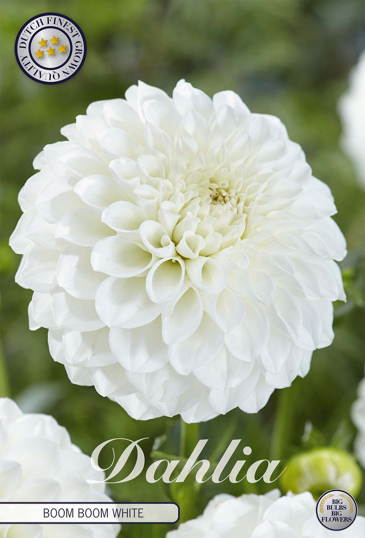 Dahlie Boom Boom White