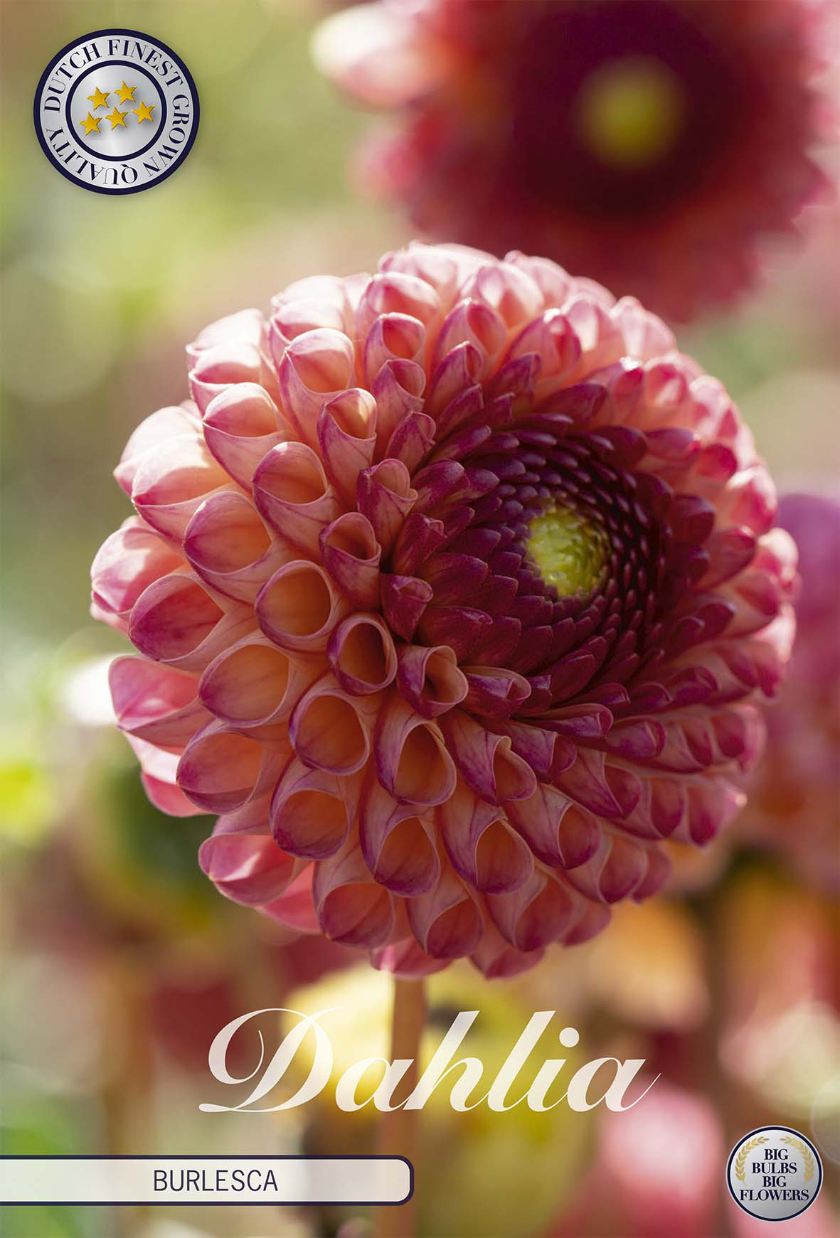 Dahlia Burlesca