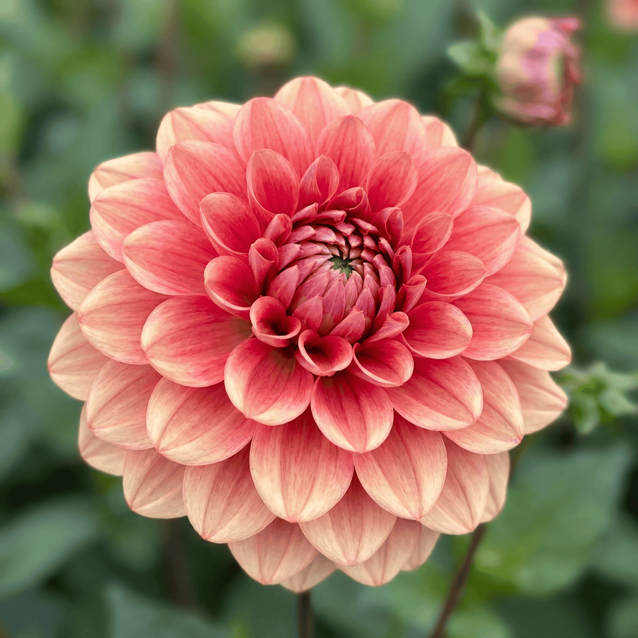 Dahlia Salmon Society