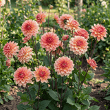 Dahlia-Lachs-Gesellschaft