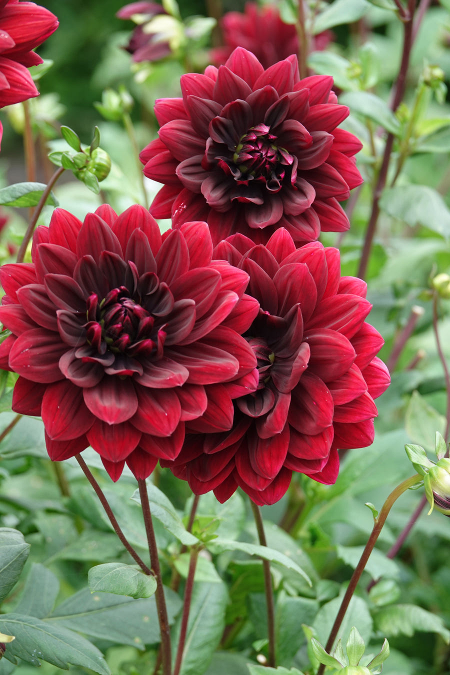 Dahlia Sam Hopkins