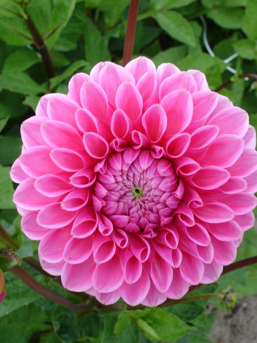 Dahlie Sandra