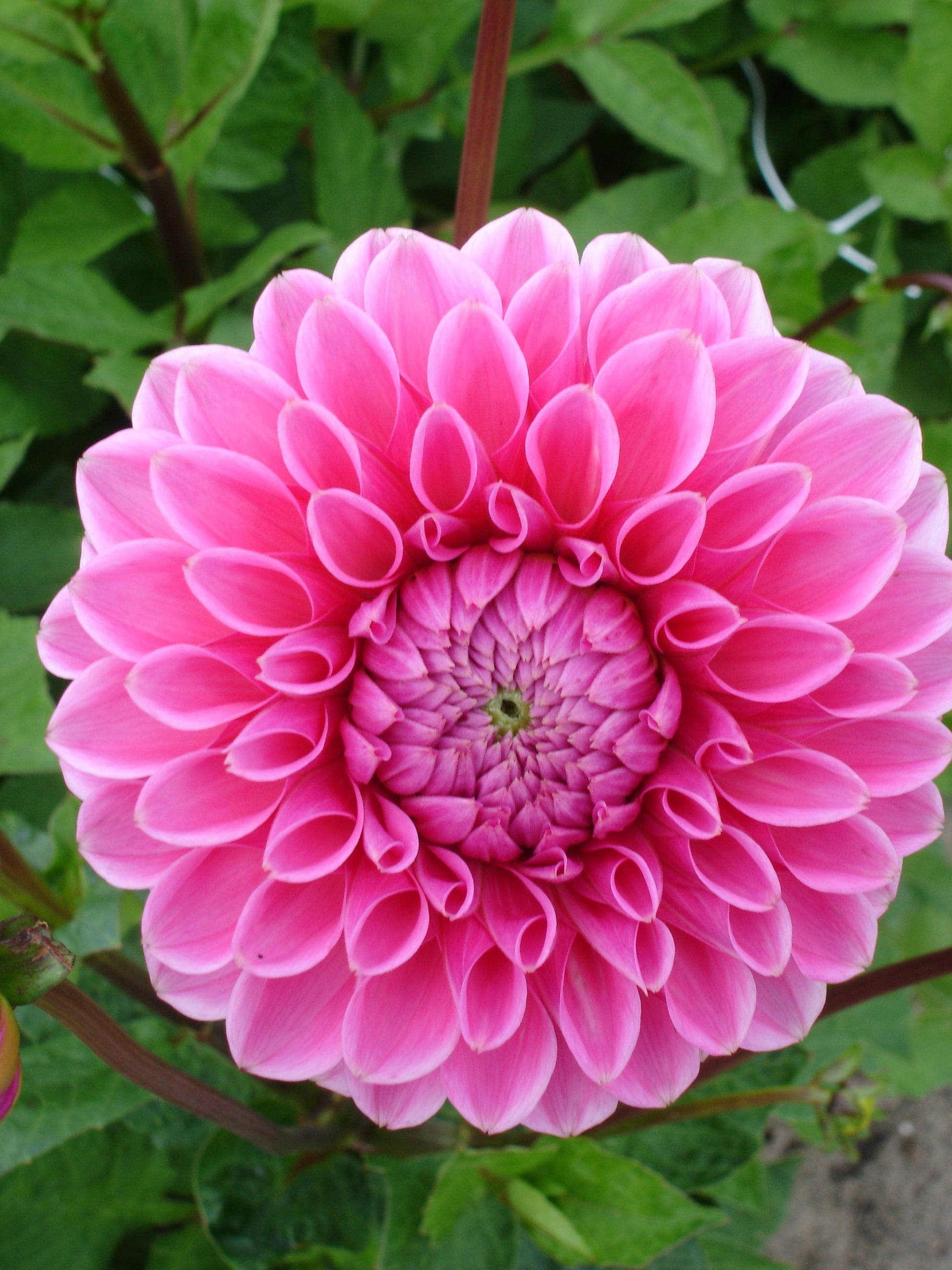 Dahlie Sandra