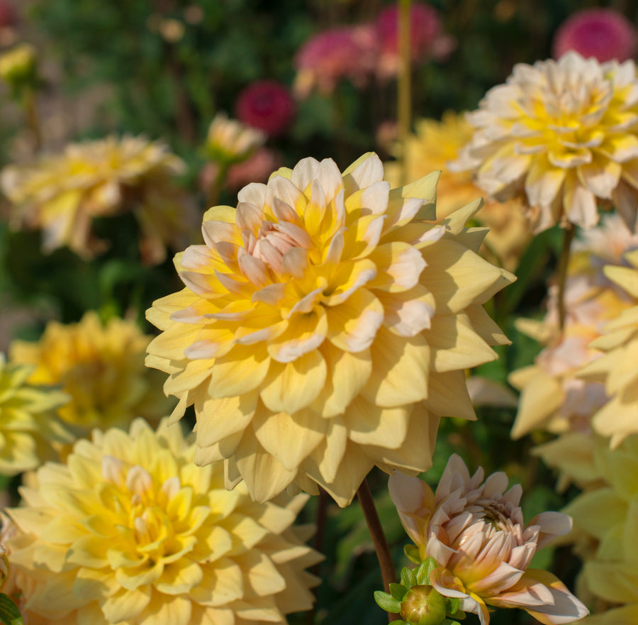Dahlia Seattle