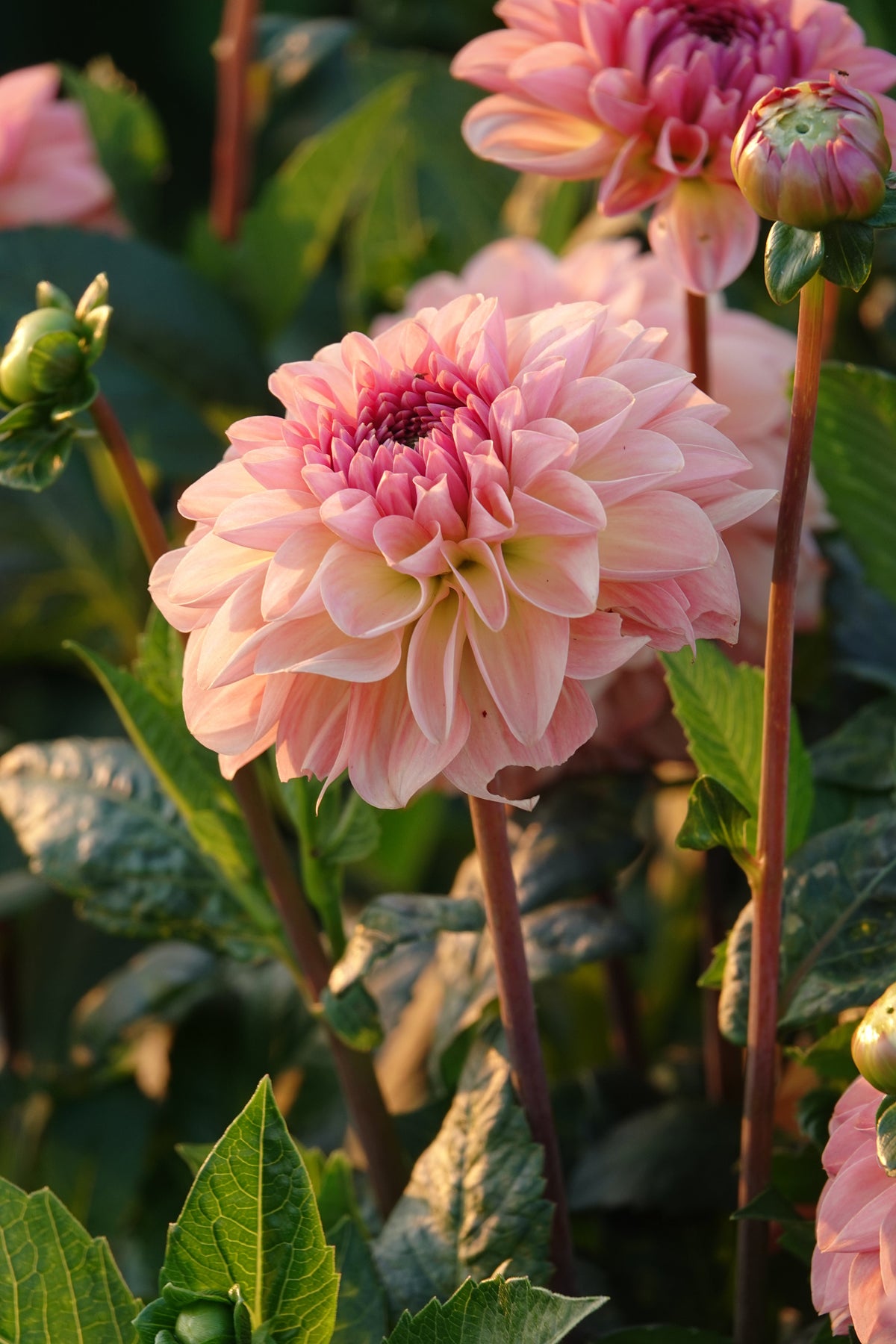 Dahlia Sebastian