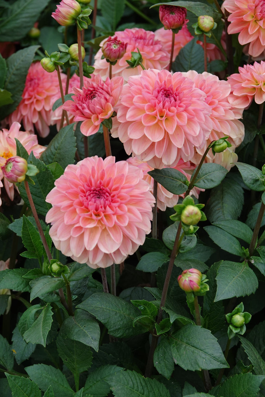 Dahlia Sebastian