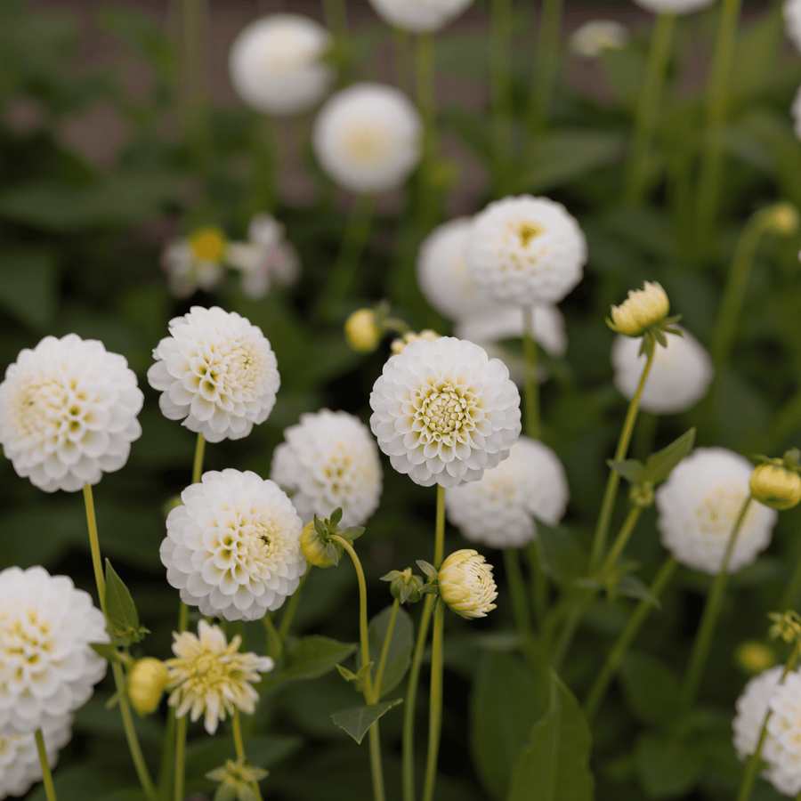 Dahlie Snow Flake
