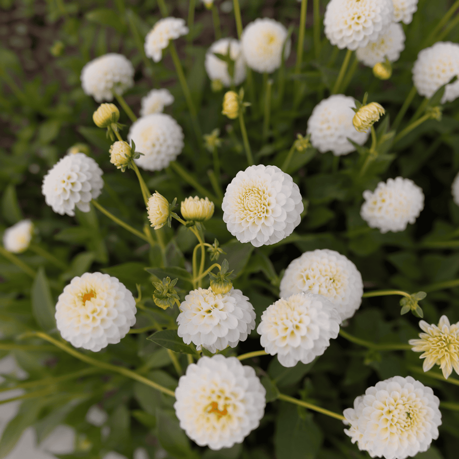 Dahlie Snow Flake
