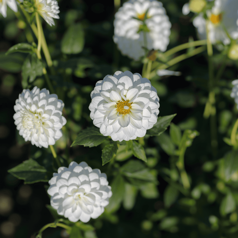 Dahlie Snow Flake