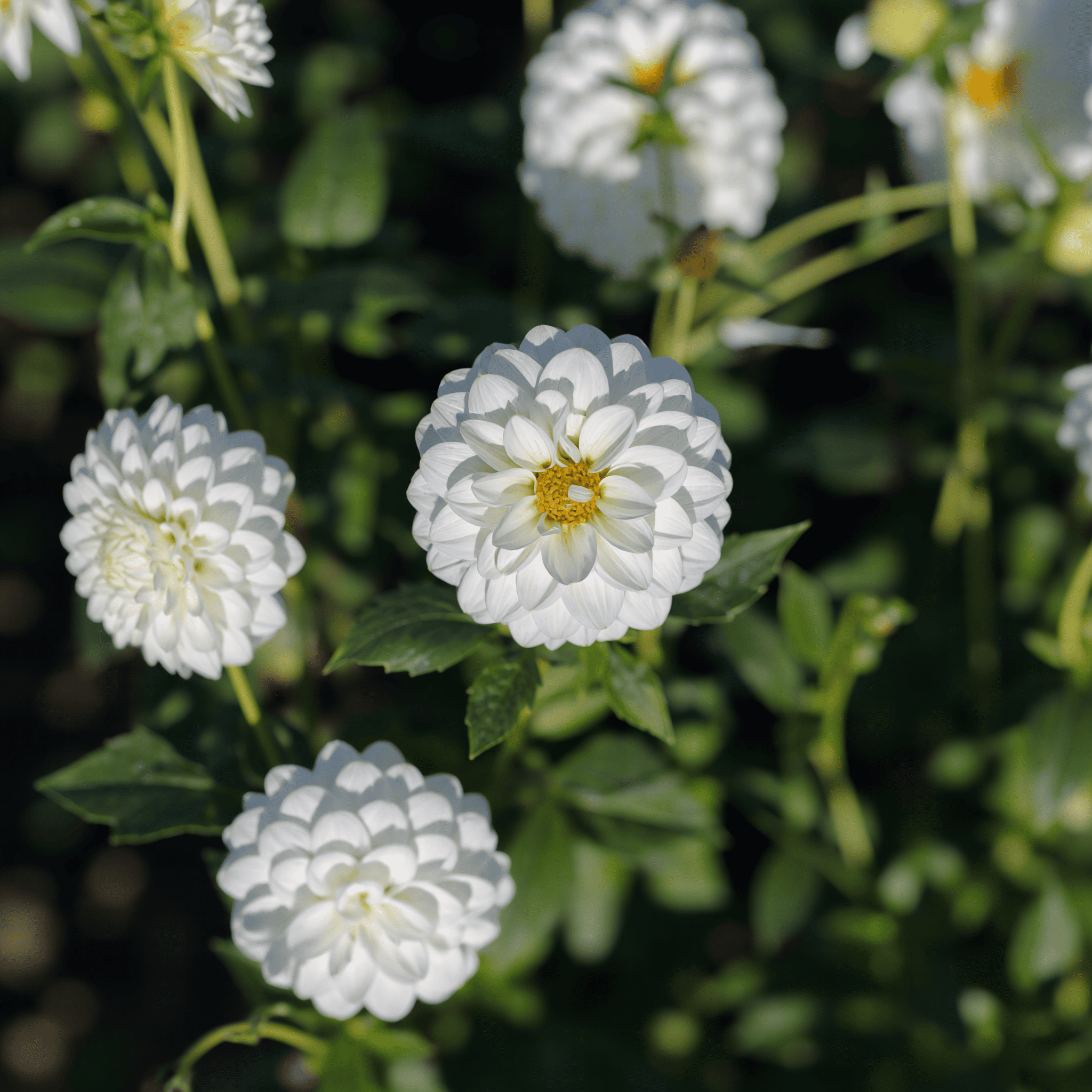 Dahlie Snow Flake