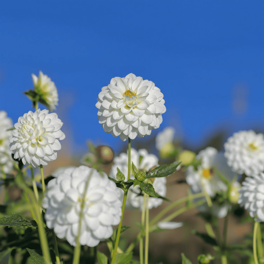 Dahlie Snow Flake