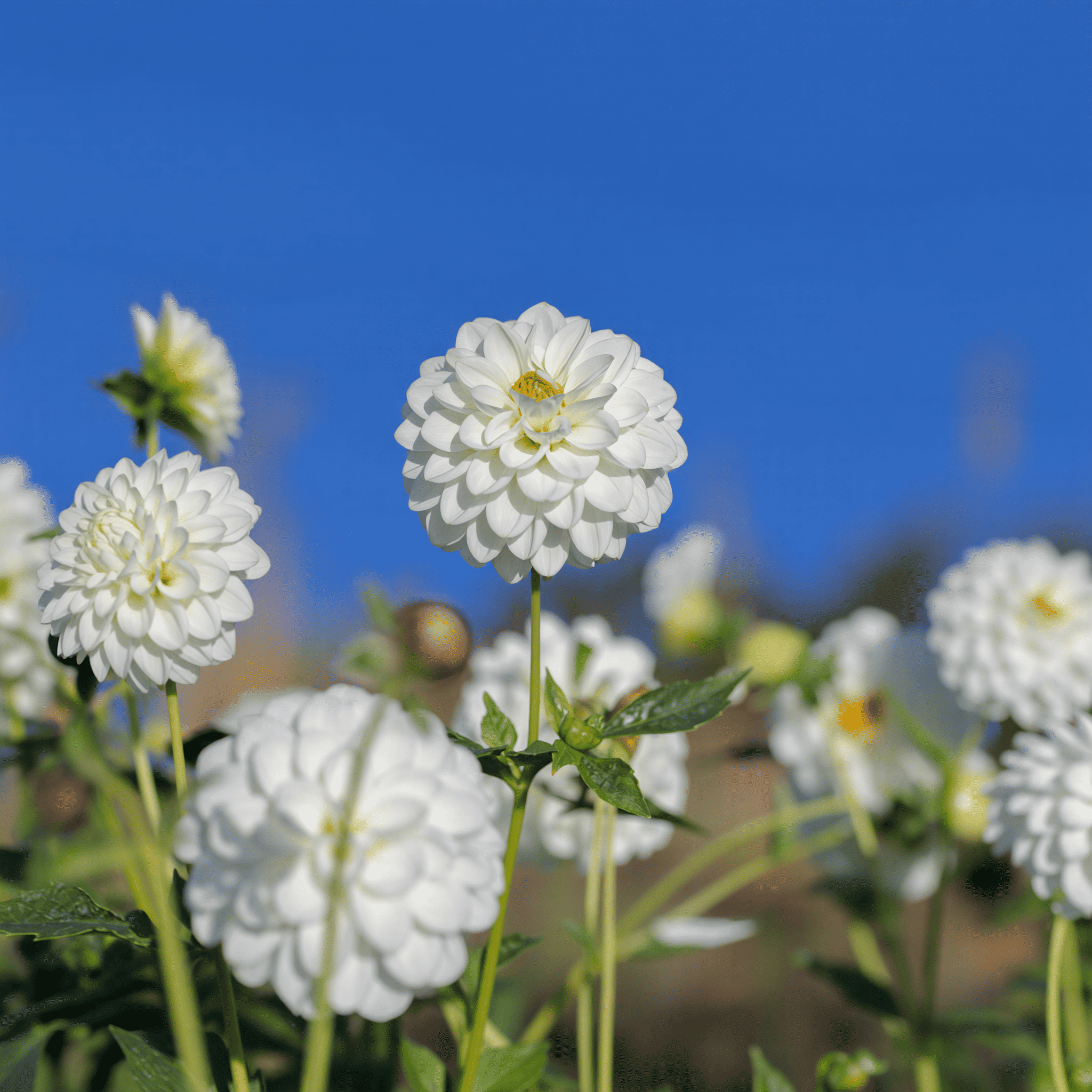 Dahlie Snow Flake