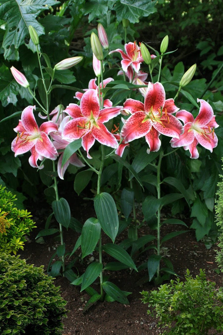 Lilium Stargazer