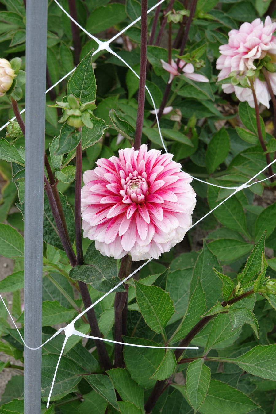 Dahlie 'Strawberry Cream'