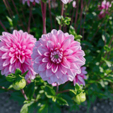 Dahlie 'Strawberry Cream'