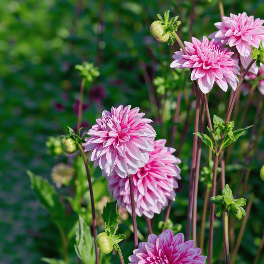 Dahlie 'Strawberry Cream'