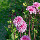 Dahlie 'Strawberry Cream'