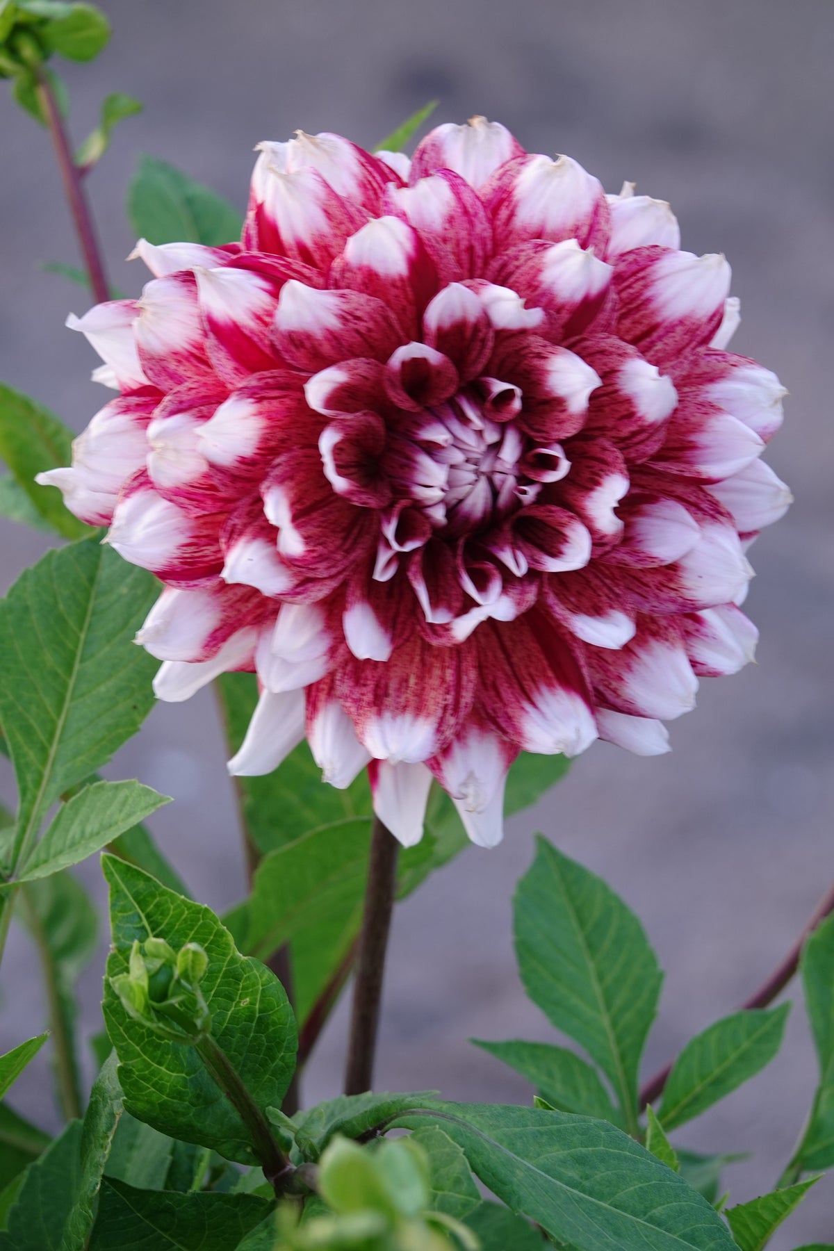 Dahlien-Duett