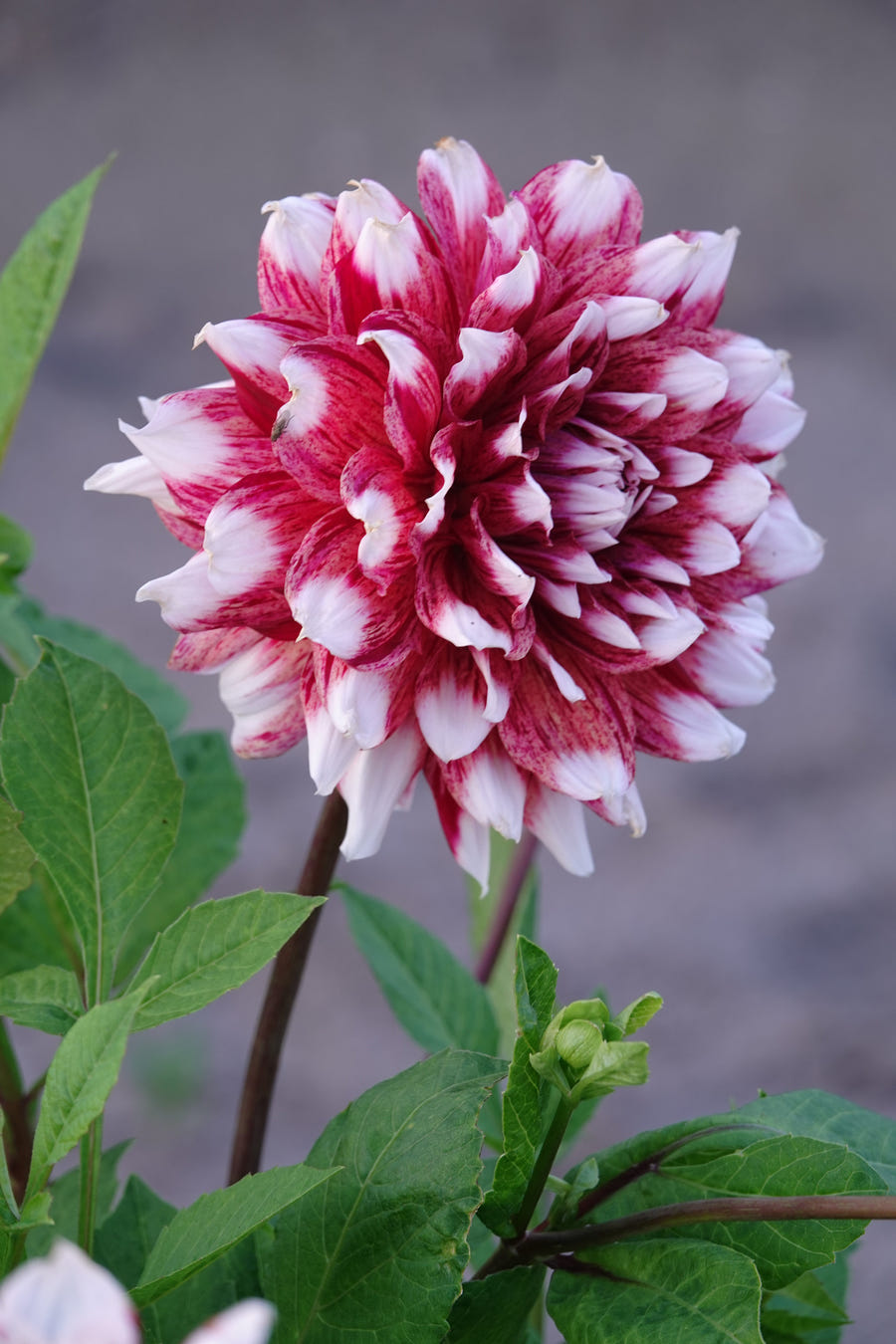 Dahlie Striped Duet