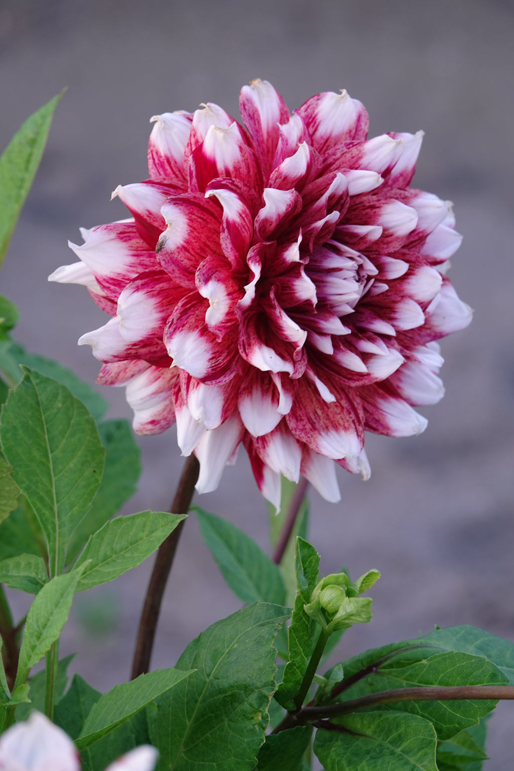 Dahlie Gestreiftes Duett