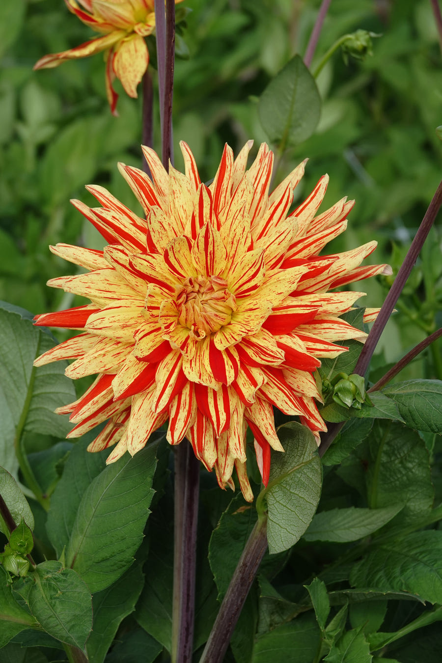 Dahlie Striped Vulcan