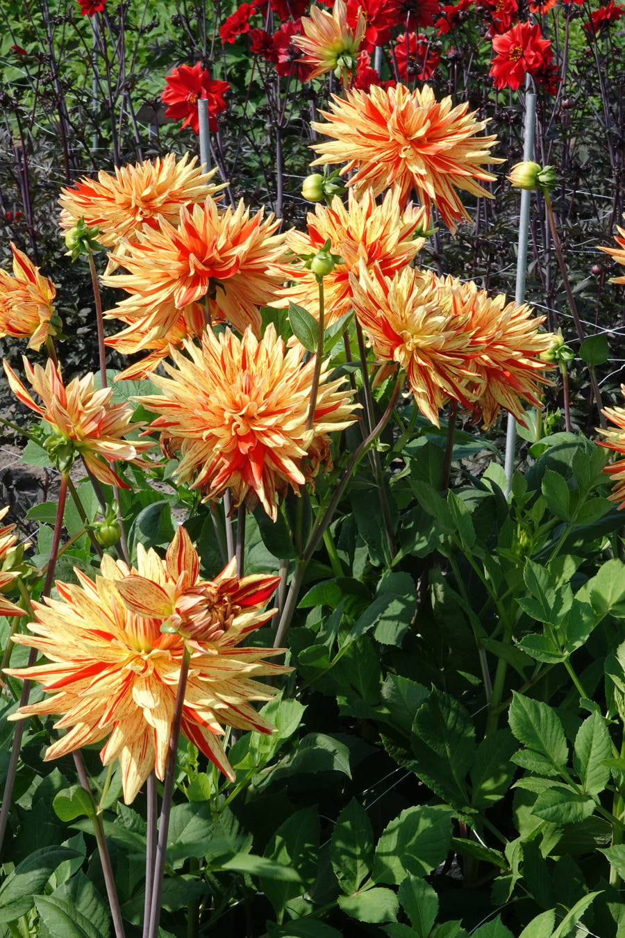 Dahlie Striped Vulcan