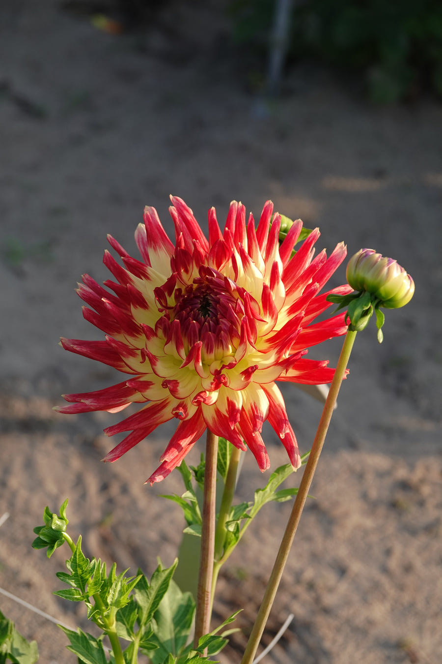 Dahlie Summer Breeze